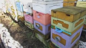 весенние работы с пчелами, похолодание в апреле и всевозможные засады с вязанные с этим , 3.04.2026