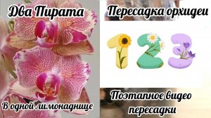 Поэтапное видео пересадки орхидеи Phal. Pirate Picotee, Пират Пикоти в закрытую систему
