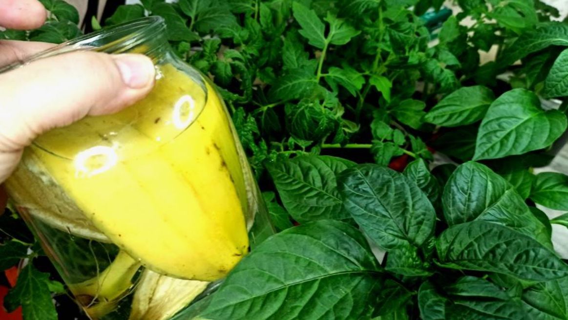 🍌 Не выбрасывайте банановую кожуру! Лучшая бесплатная подкормка для рассады
