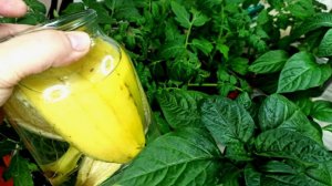 🍌 Не выбрасывайте банановую кожуру! Лучшая бесплатная подкормка для рассады