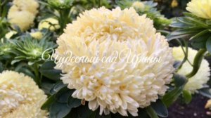 Сеем астры на рассаду