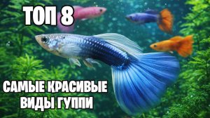Какие виды гуппи бывают? ТОП самых красивых рыбок гуппи