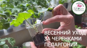 УХОД ЗА ЧЕРЕНКАМИ ПЕЛАРГОНИИ В АПРЕЛЕ