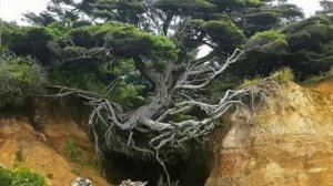 Господи, Тебе пою...