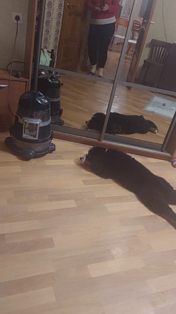 Собачка Ева бернский зенненхунд и пылесос