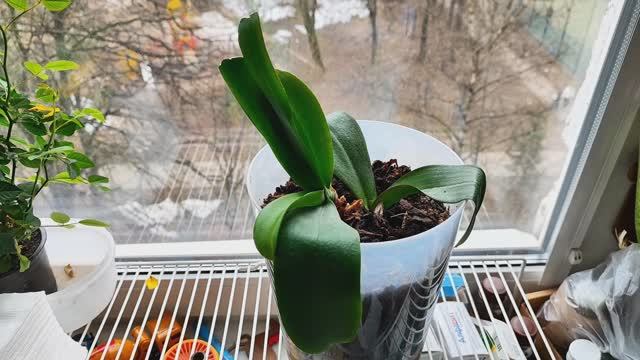 Орхидея живая в горшке