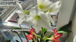 В апреле зацвели амариллисы на моем подоконнике. #амариллис, #амариллисцветение, #гиппеаструм