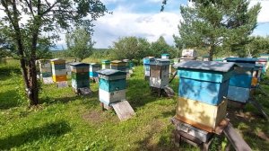Пчеловодство № 143 Пасека летом 2025 года
