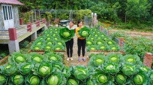 Собираю капусту с грядки, чтобы продать ее Ли Тоану. Обрабатываю землю для посадки. Серия 75. Ли Фук