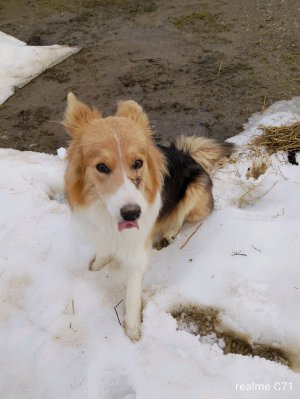 собака Соня