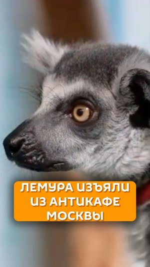 Лемура изъяли из антикафе Москвы