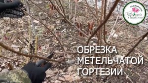 ОБРЕЗКА ГОРТЕНЗИИ