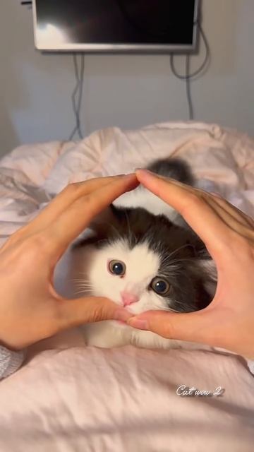 Этот маленький котёнок такой доверчивый, он просто положил голову мне на руку