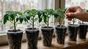 Вот что делает рассаду по настоящему крепкой! Секреты выращивания  сильной рассады помидор и перца.