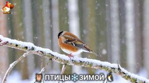 Птицы зимой в лесу 🐦_⬛🦉 🦤 видео для отдыха душой 🦅🌲(30)