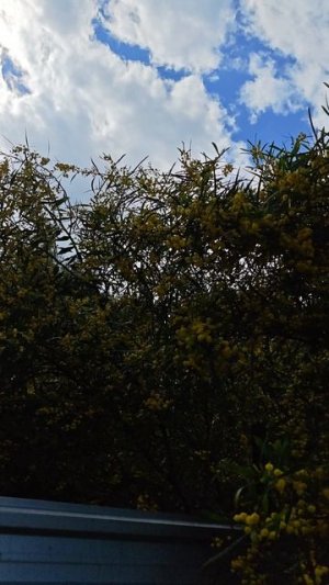 Не путайте с мимозой! Что цветет в Турции