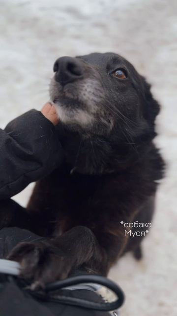 Не побегут знакомиться, но будут любить