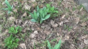 СЛАДКИЙ ЧЕСНОК. 💥  ВЕСНА    💥   ПОДПИШИСЬ