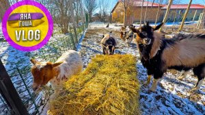 Роды отменяются? Козы не собираются рожать!