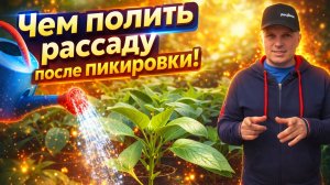 Полейте этим эликсиром свою рассаду и сами всё поймёте Удачи!