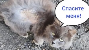 Травмированный Самсон из Сафоново приехал к нам на лечение. Начинаем лечение, держим ✊️✊️✊️