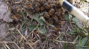 Пчеловодство №88 Неизданные забавные моменты на пасеке