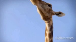 Континент Африка