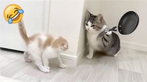 Приколы с животными🤗 Смешные видео про животных 🤗СМЕШНОЕ ВИДЕО😍 Наши любимые смешные животные