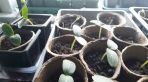 РАБОТЫ В САДУ ДОМА И НА ДАЧЕ