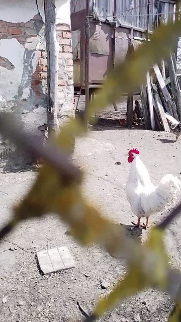 петушок Петя 2026#обзор*