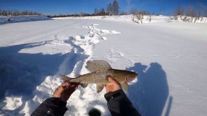 Рыбалка на реке. Трофей ещё трофей... Спасибо Эвенкия! Часть 1.