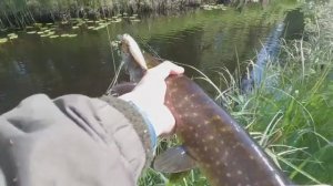 ХОРОШИЙ КЛЁВ ЩУКИ  на лесной речке со спиннингом.🌲🌲🌲