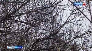 В Рязанской области начался сезон пыления растений