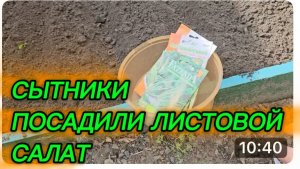 САМВЕЛ АДАМЯН,СЫТНИКИ,ПОСАДИЛИ ЛИСТОВОЙ САЛАТ..