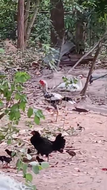 Беспокойное хозяйство. Таиланд