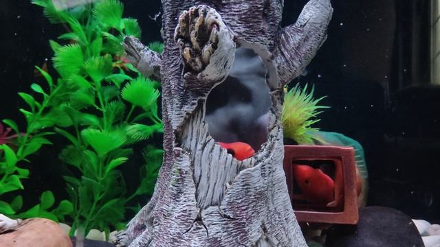 Маня и Гиви (черноглазый)