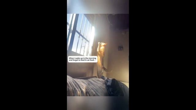 Смешные Кошки-Коты  Лучшие приколы с кошками и Животными СОБАКИ Животные- Смешные видео!