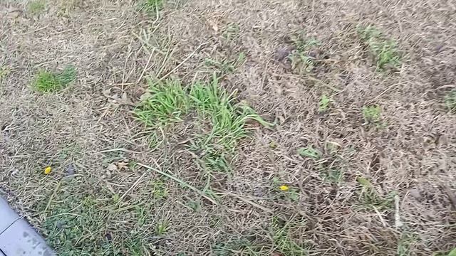 одуванчики в январе