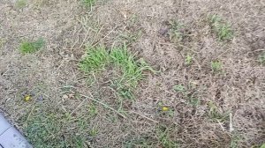 одуванчики в январе