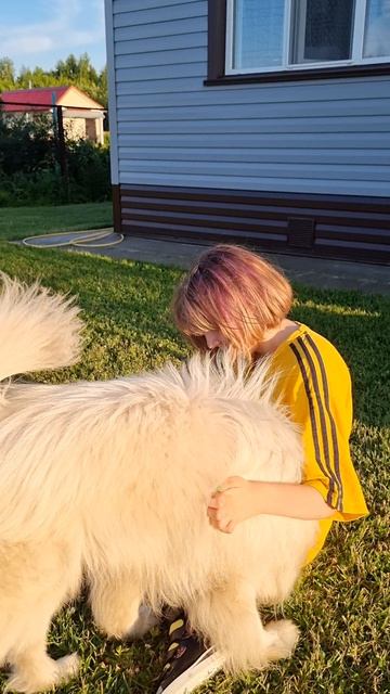 Самая ласковая собака это самоед