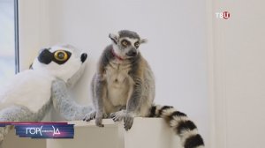 Лемура-психолога Васю освободили от работы в московском антикафе