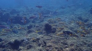 внешний риф напротив Royal Brayka