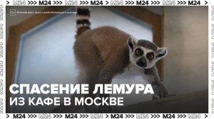 У хозяина кафе на Чистых прудах изъяли лемура - Москва 24