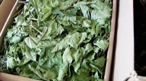 Делаем чай сами. Обзор.