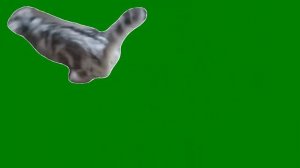 Буся бежит футаж