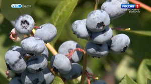 Кабардино‑Балкария заняла первое место в России по сбору плодов и ягод