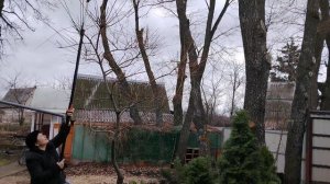 Дача, сад, обрезка ивы японский Хакуро Нишики.