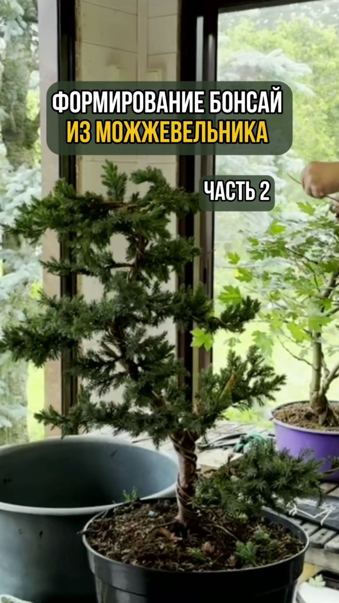 Формирование бонсай из можжевельника. Часть 2