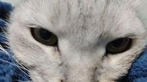 просто кошка