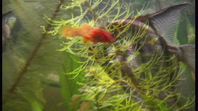 Эковидео-Ленкины рыбки дома 2009